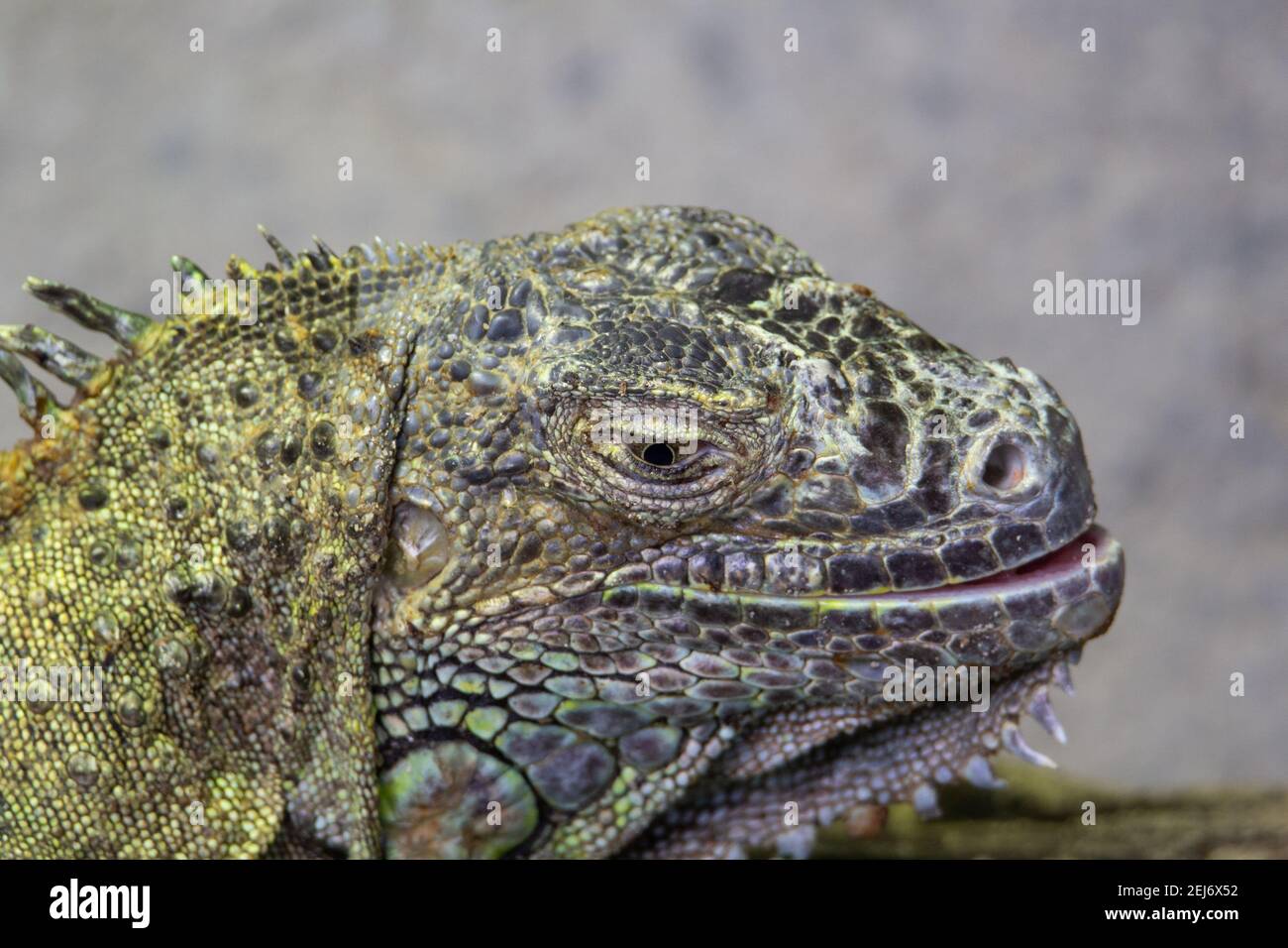 head  of spiny lizard basking in the sunshine half asleep with a grey background in Malaysia Stock Photo
