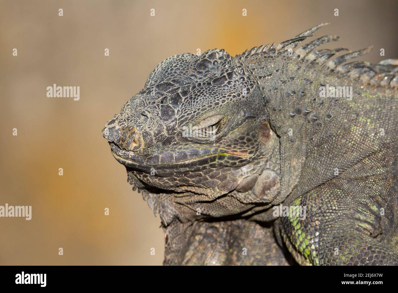 head and shoulders of spiny lizard basking in the sunshine half asleep in Malaysia Stock Photo