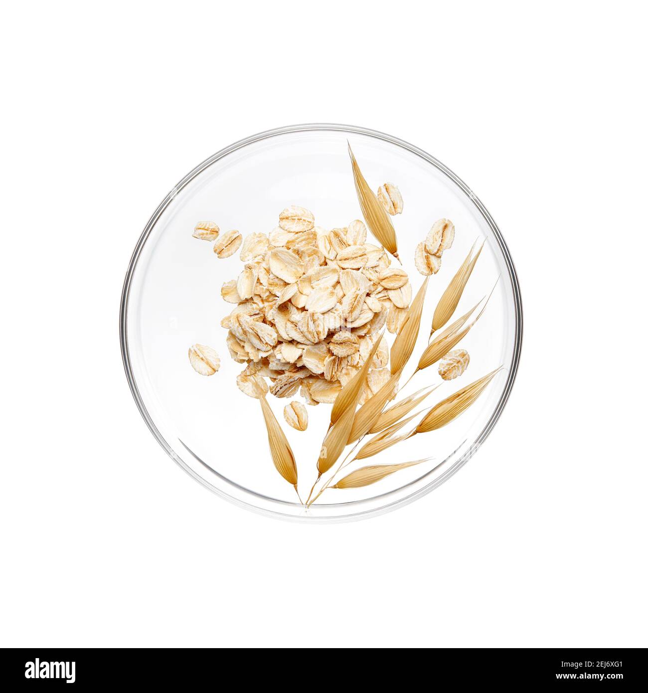 Pile of oatmeal and its plant on petri dish over white background Stock Photo