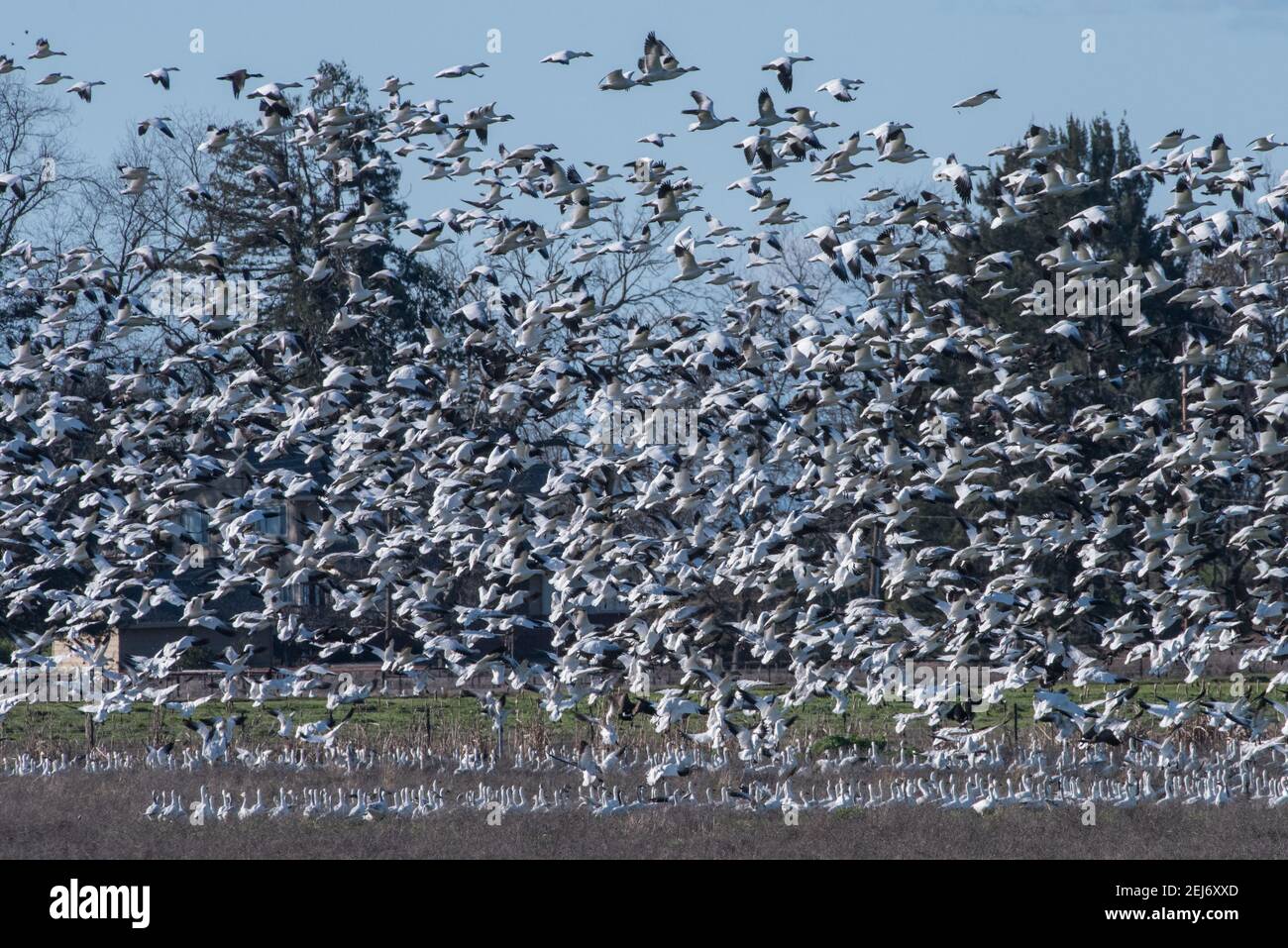 A huge group of flocking snow geese (Anser caerulescens) taking off and flying in Cosumnes river preserve in Northern California. Stock Photo