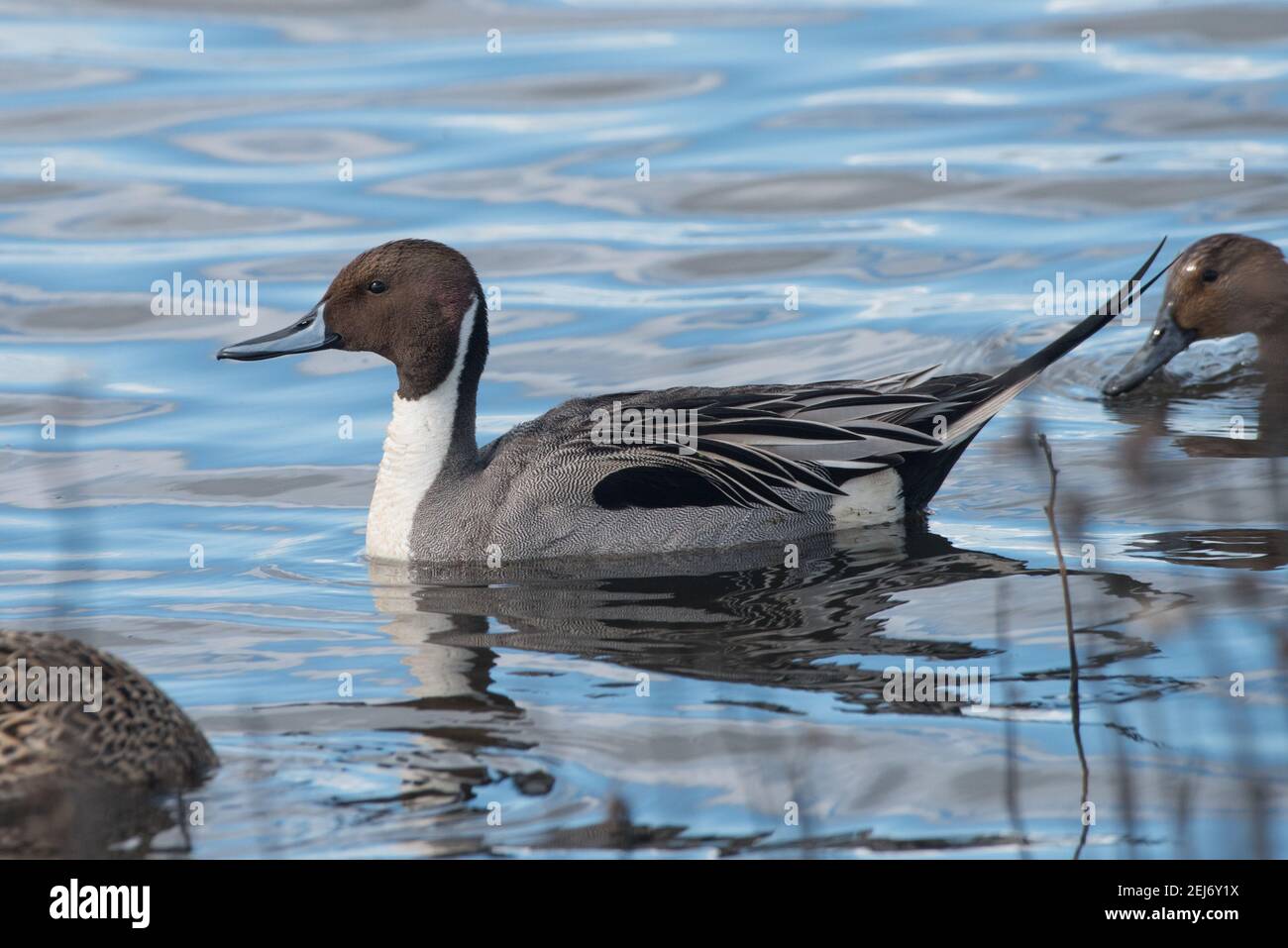 Northern pintail duck (Anas acuta) a migrating bird seen in a wetland in the Cosumnes river preserve in California. Stock Photo