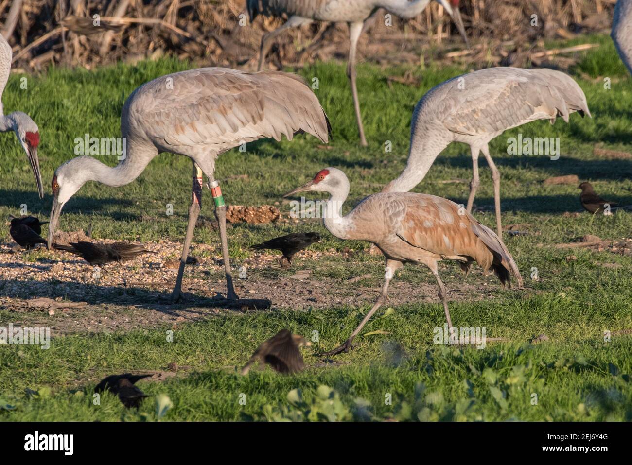 Two different subspecies, the lesser & greater sandhill crane (Antigone canadensis canadensis and A.c. tabida) together. The lesser is much smaller. Stock Photo