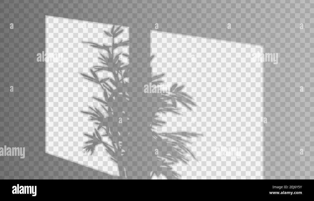 Vector realistic window shadow with threes on the wall in transparent background. Stock Vector
