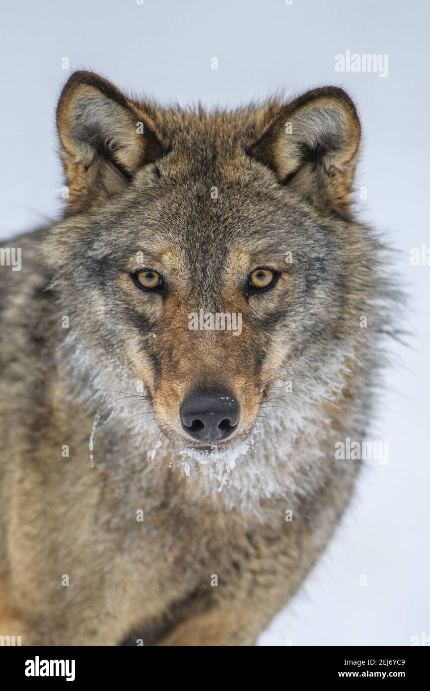 Close up portrait wolf in winter forest background. Animal in the nature habitat Stock Photo