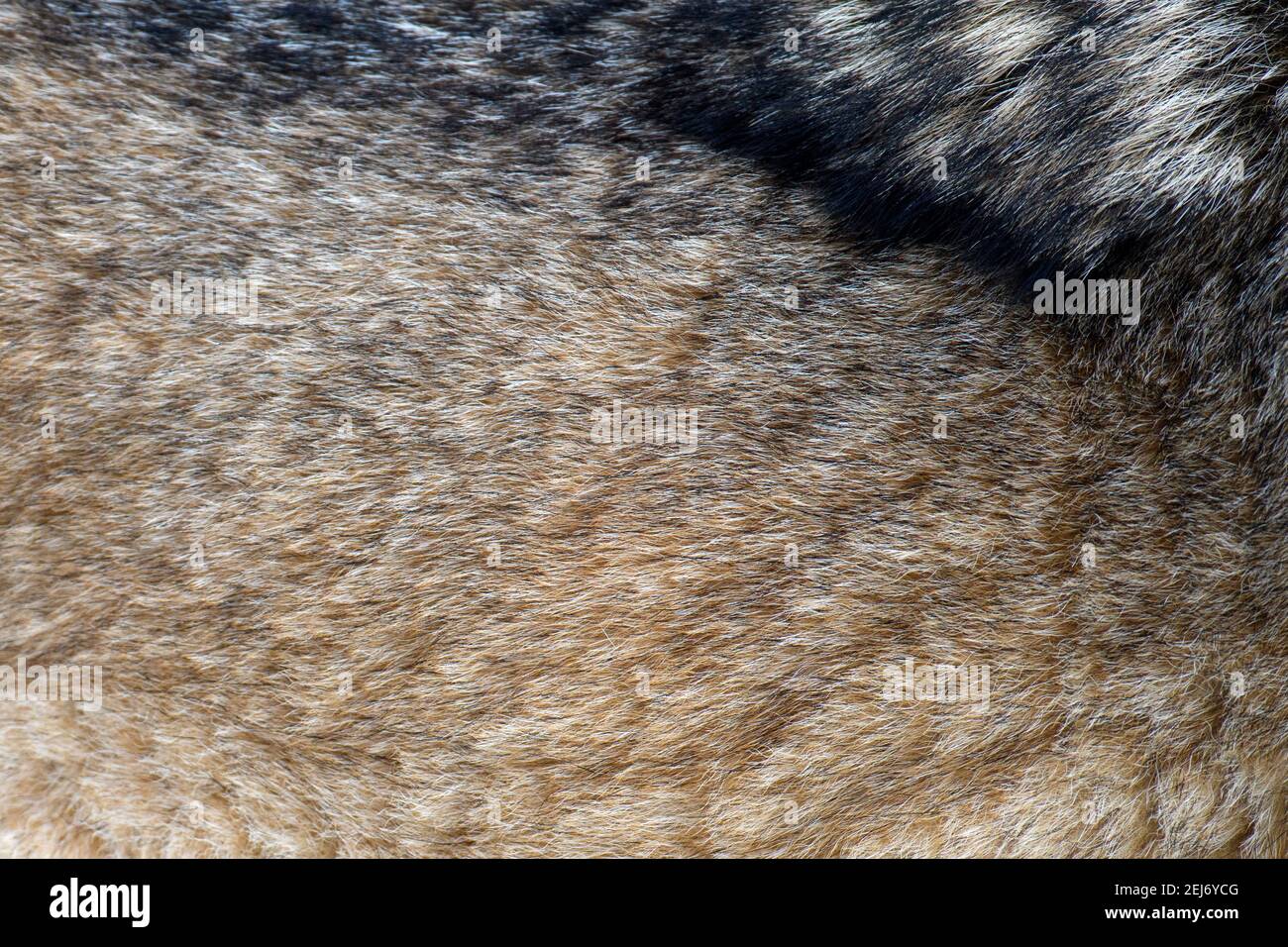 Close real texture of silver wolf fur Stock Photo