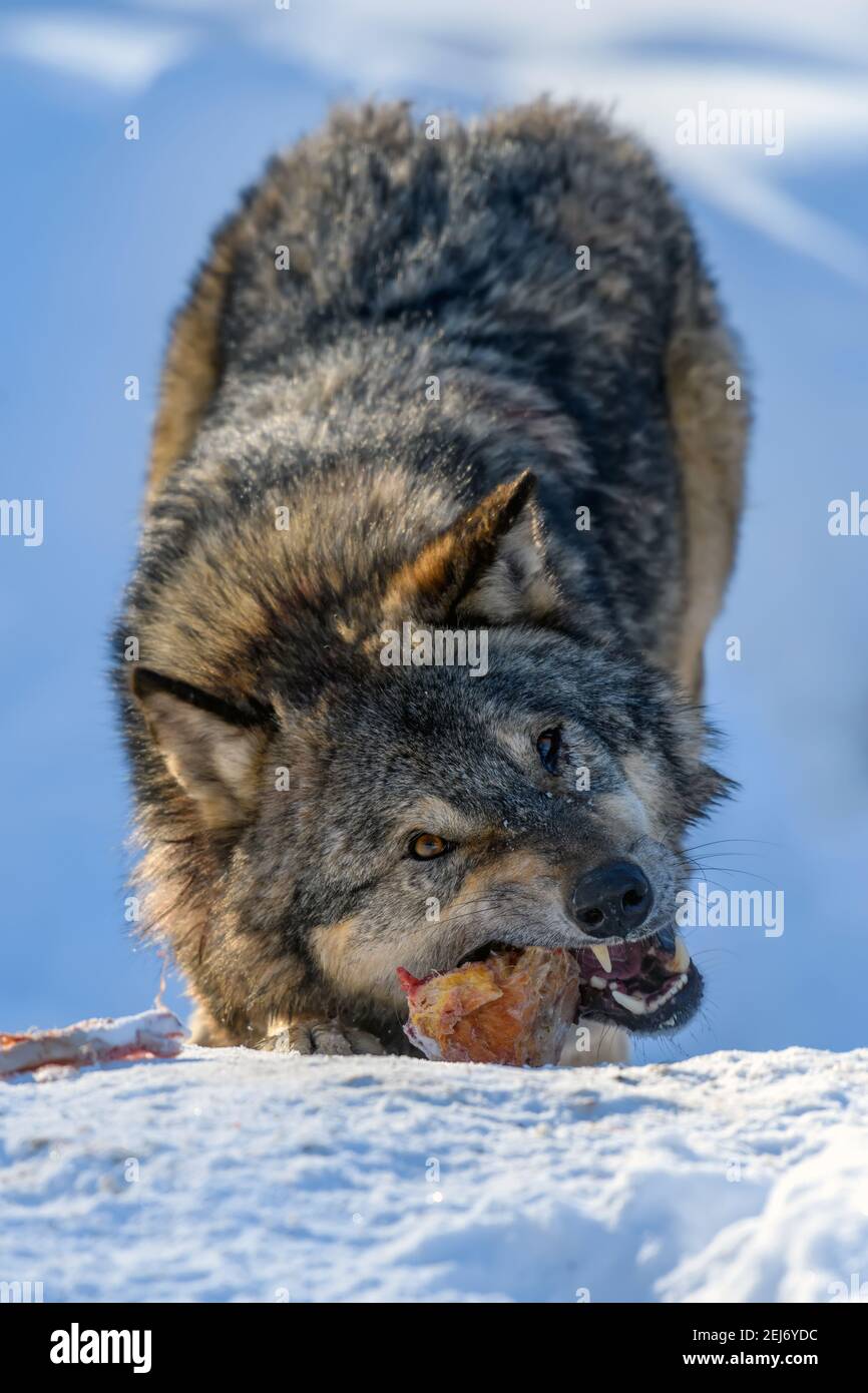Gray wolf, Canis lupus, eat meat in the winter forest. Wolf in the