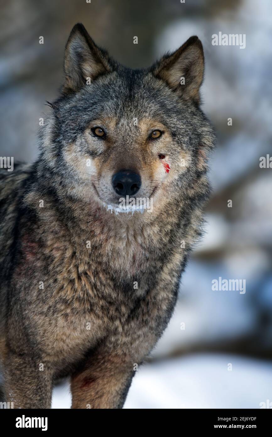 Gray wolf, Canis lupus, portrait in the winter forest. Wolf in the nature habitat Stock Photo