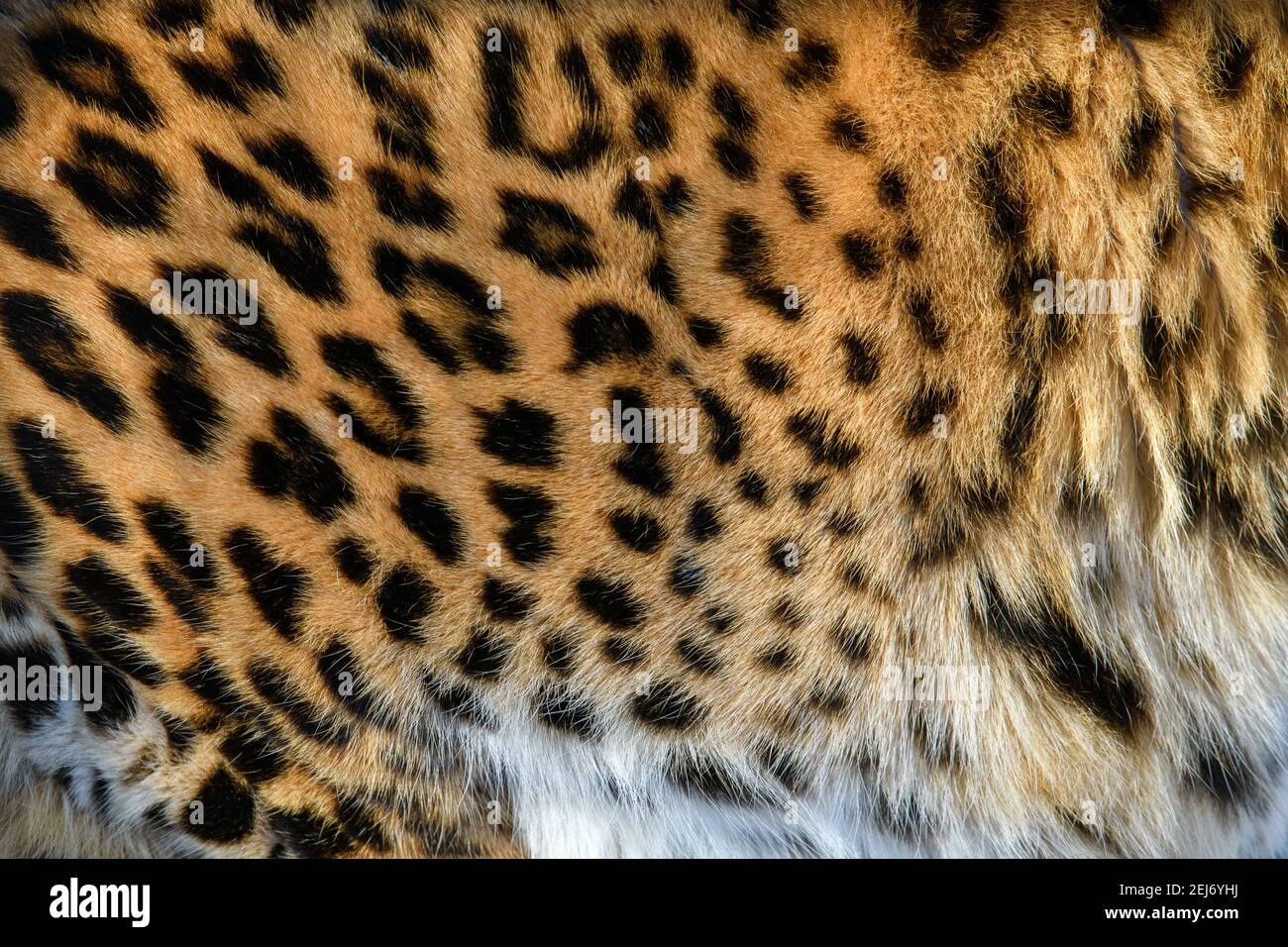Leopard pattern design. Real fur Skin texture. Animal print pattern tile background Stock Photo
