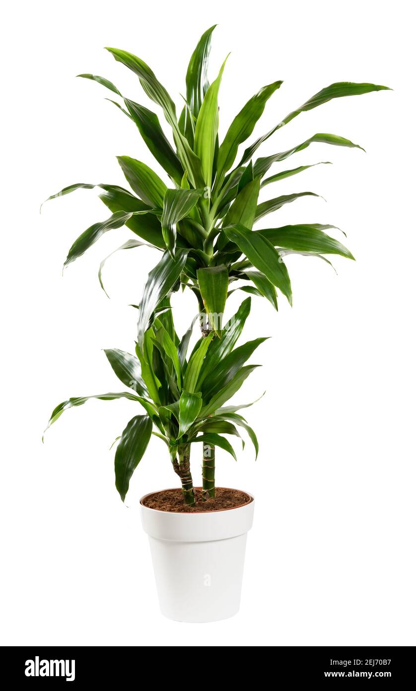 Ornamental potted Dracaena janet craig, Dragon plant or Water Stick Plant with striped green sword-shaped glossy leaves in a side view isolated on whi Stock Photo