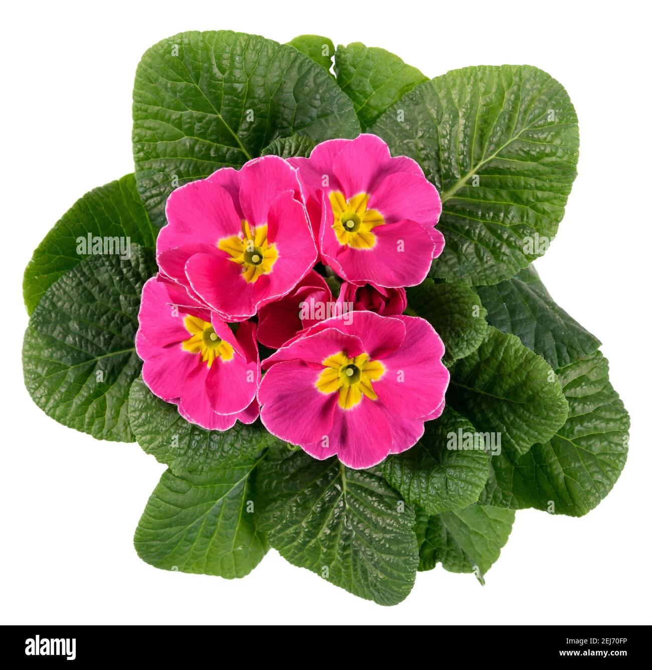 Top down view on a flowering variegated pink and yellow Primrose or Primula with fresh dark green leaves isolated on white for seasonal spring and sum Stock Photo