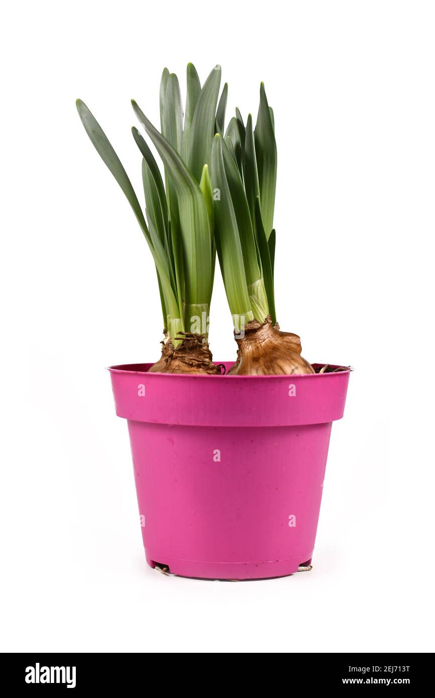 Bulb spring flower plant 'Narcissus Westward' not yet in bloom in pink pot isolated on white background Stock Photo
