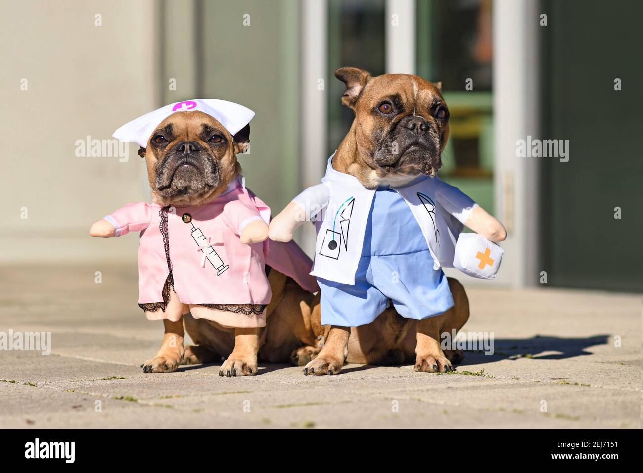 Pair of French Bulldog dogs dressed up with funny doctor and nurse costume with fake arms Stock Photo