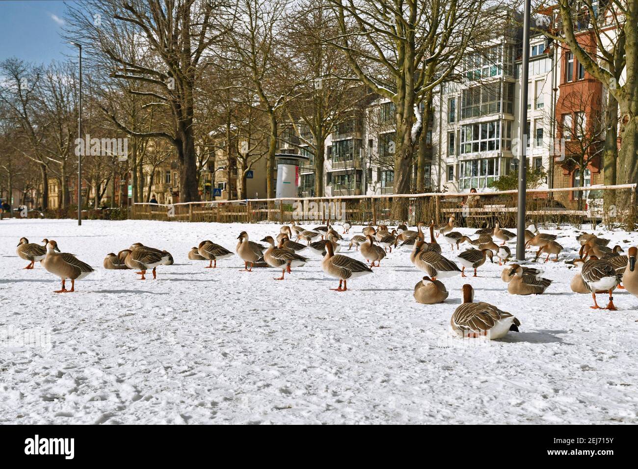 Heidelberg, Germany - February 2021: Flock of swan gooses on lower Neckar river bank called 'Neckarwiese' with meadow covered in snow Stock Photo