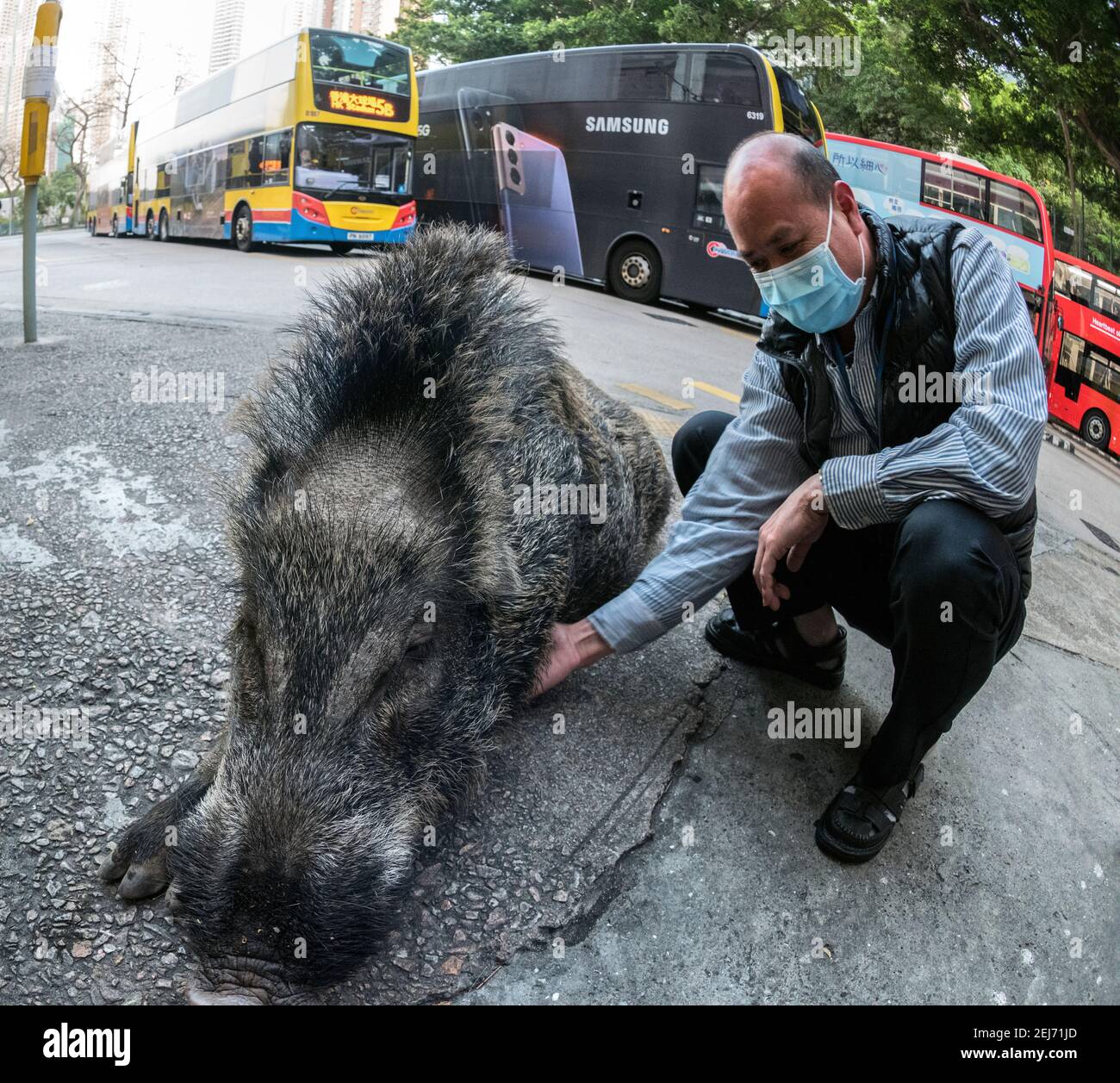Wild Boar in Central Dirctrict, Hong Kong, China Stock Photo Alamy