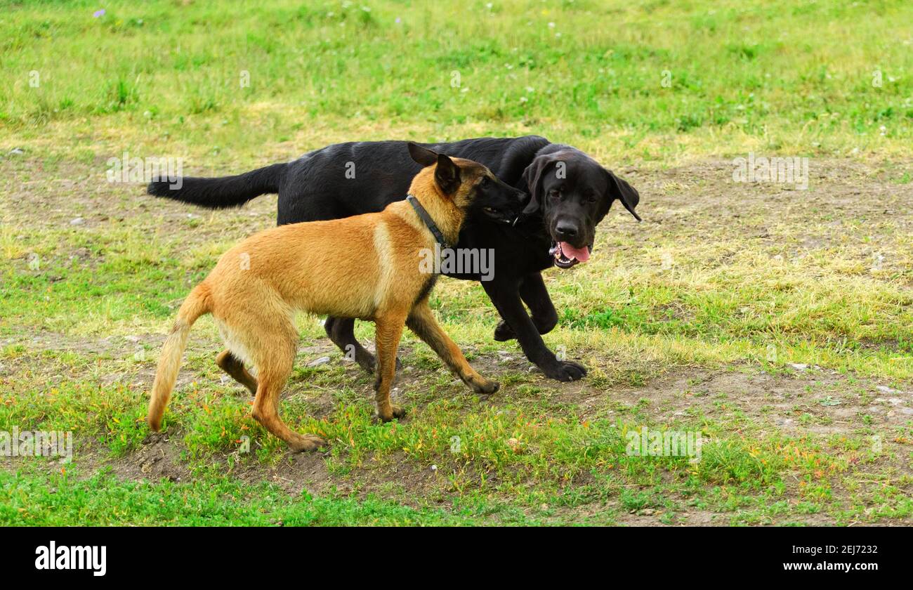 Two happy purebred dogs are on the rural road. Stock Photo