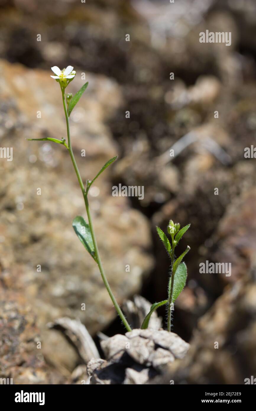 Mouse-ear cress (Arabidopsis thaliana) Stock Photo