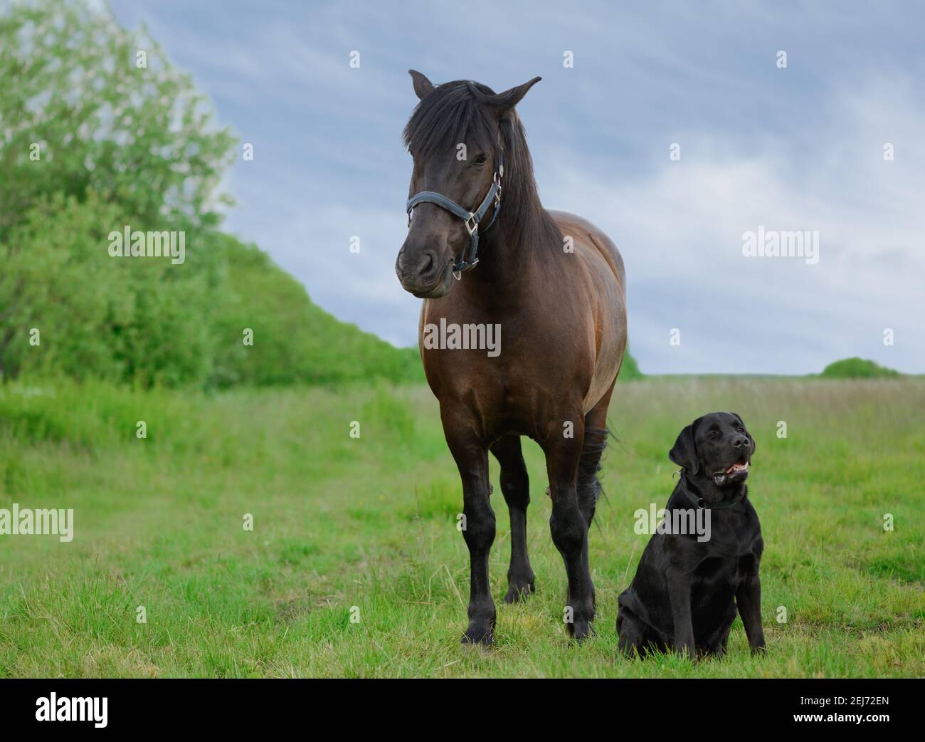 Adult bay horse and black dog are on the grass in countryside. Stock Photo