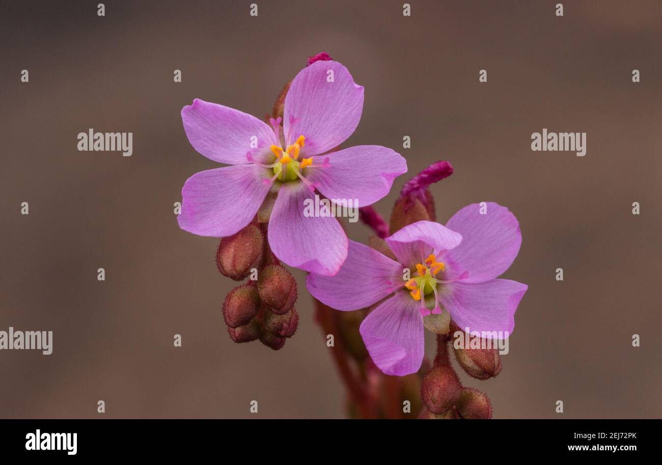 Close-up of the pink flower of Drosera latifolia, taken in natural habitat close to Diamantina in Minas Gerais, Brazil Stock Photo