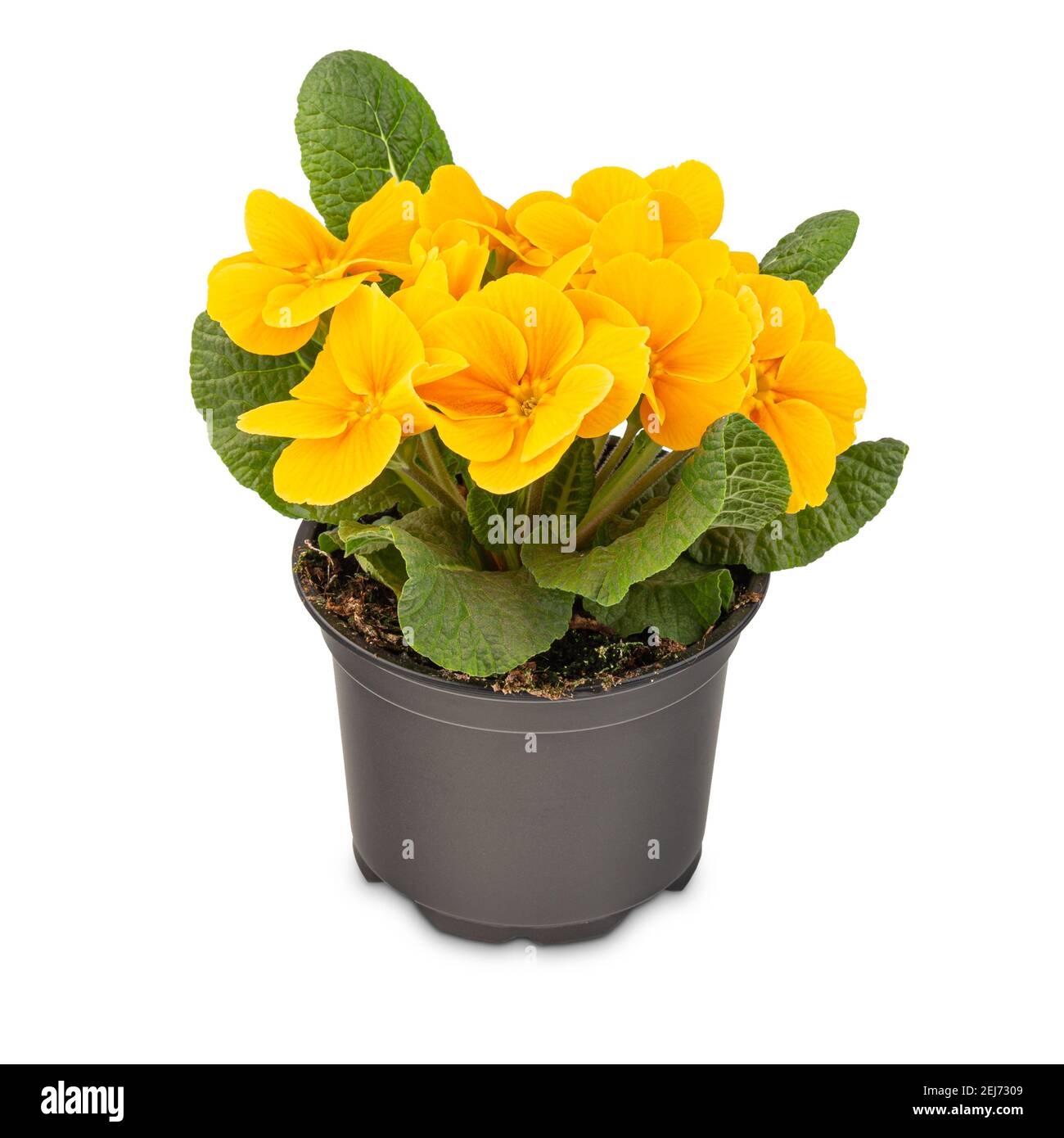 Violet spring primroses flower, primula vulgaris in a flowerpot on white background Stock Photo