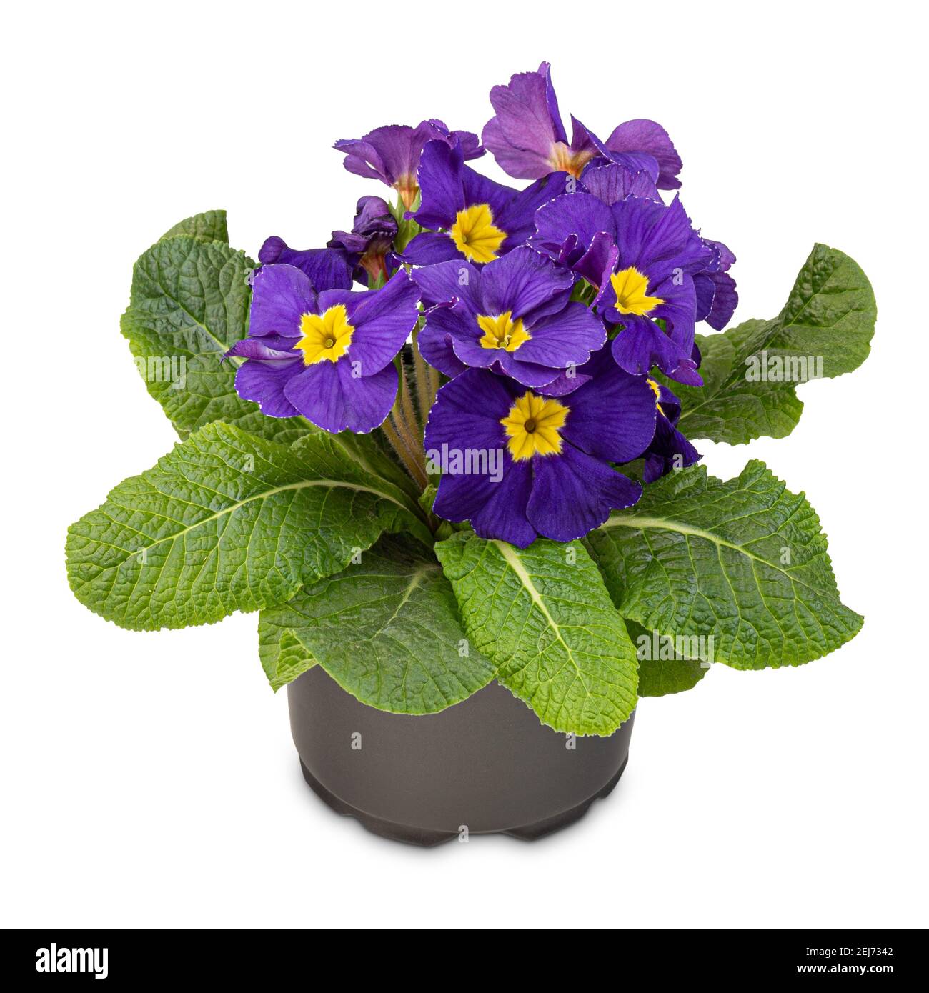 Primula cobalt-blue primrose adorned with a bright yellow centre on white background Stock Photo