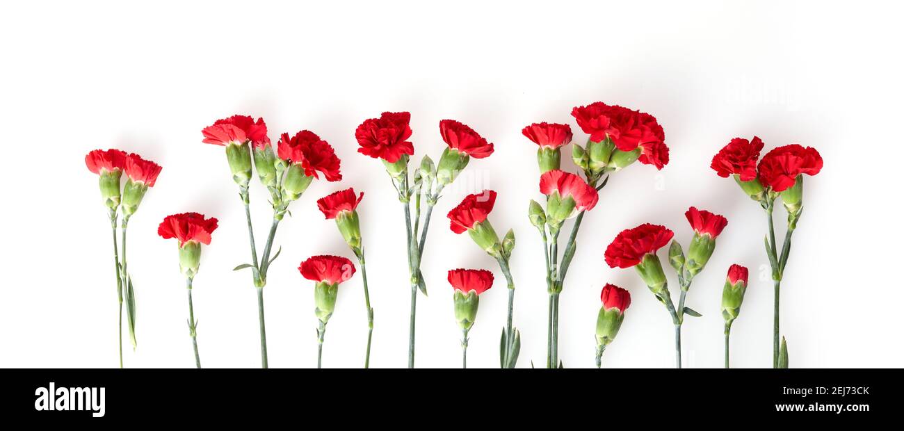 Beautiful red carnation flowers isolated on white background Stock Photo