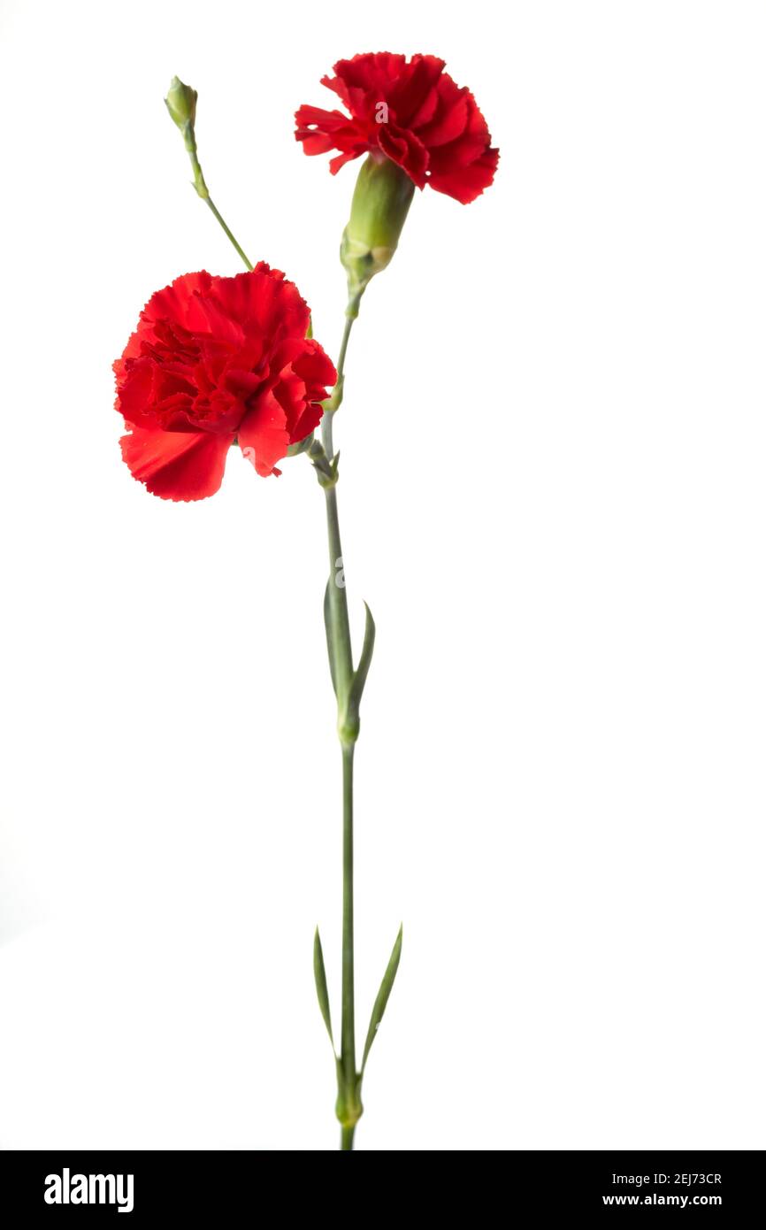 Beautiful red carnation flowers isolated on white background Stock