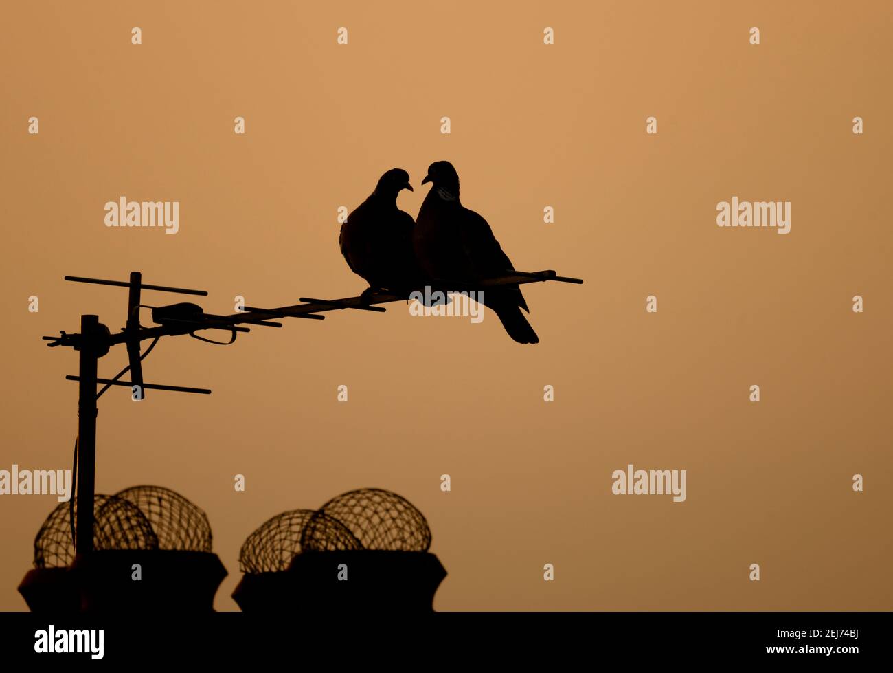 Two wood pigeons in silhouette share a TV aerial against an orange evening sky in springtime, London, UK Stock Photo