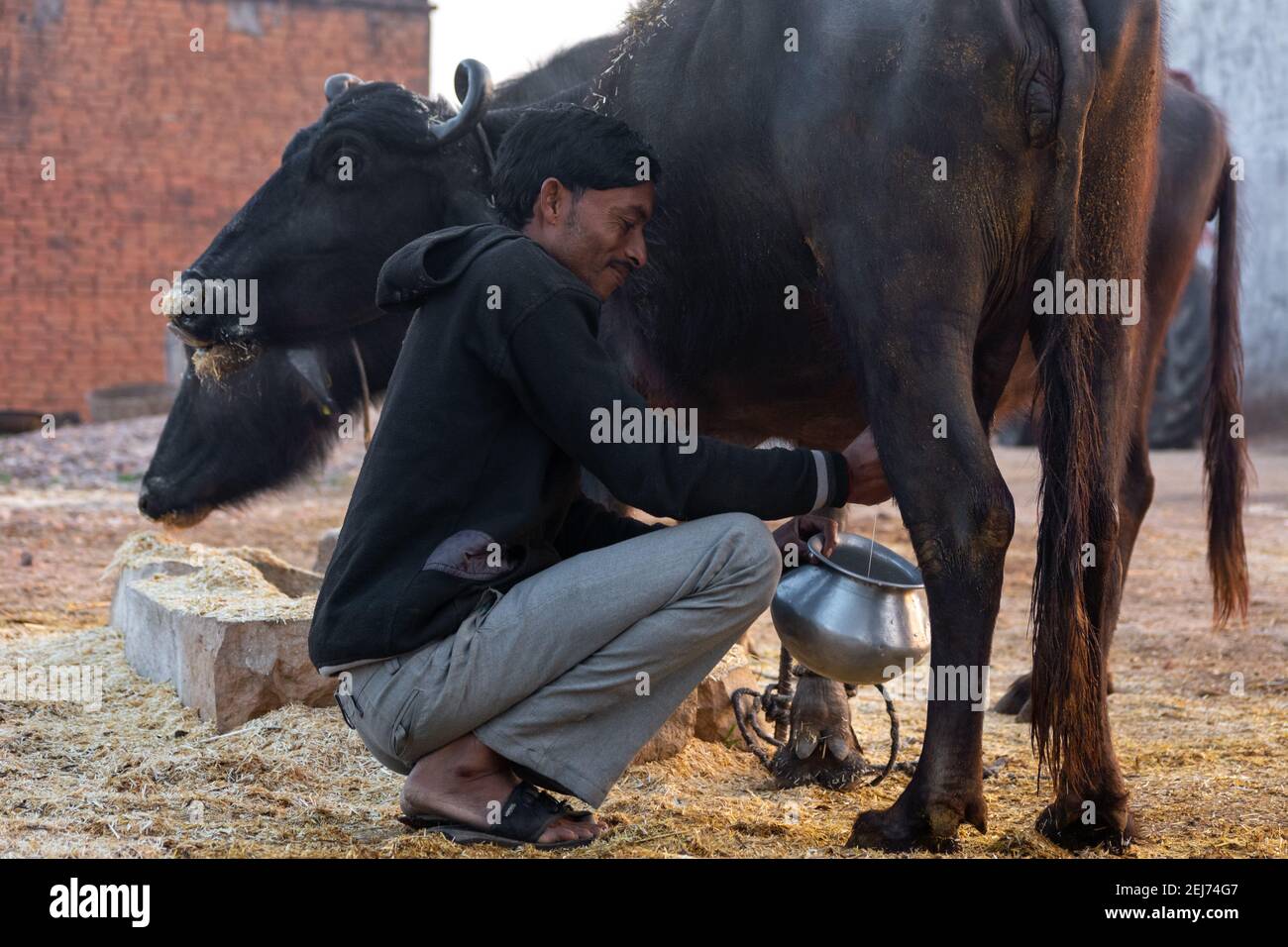 TIKAMGARH, MADHYA PRADESH, INDIA - FEBRUARY 17, 2021: Milkman milking his Buffalo. Stock Photo