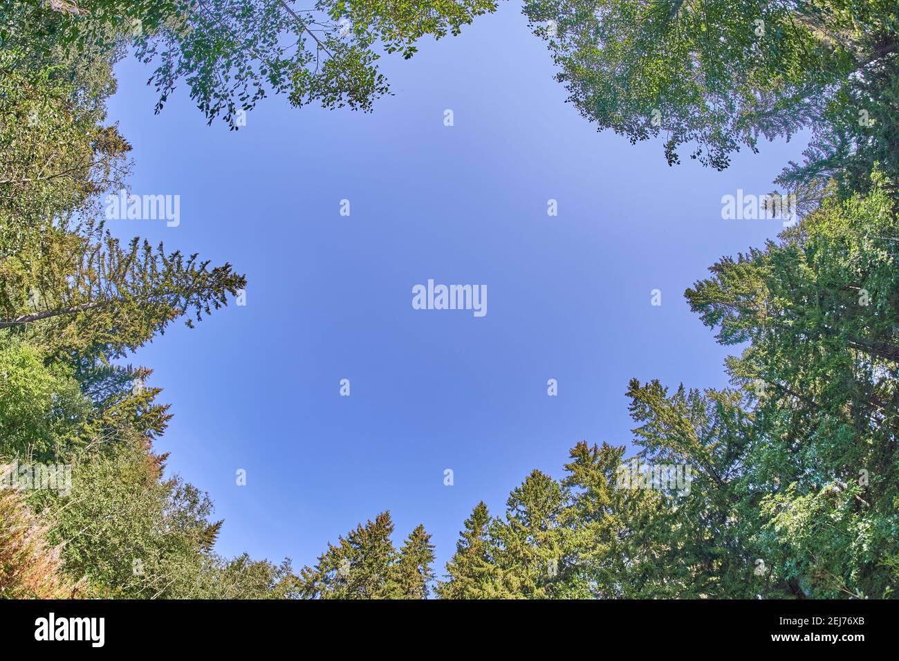 crowns of fir trees in the forest. summer Stock Photo - Alamy