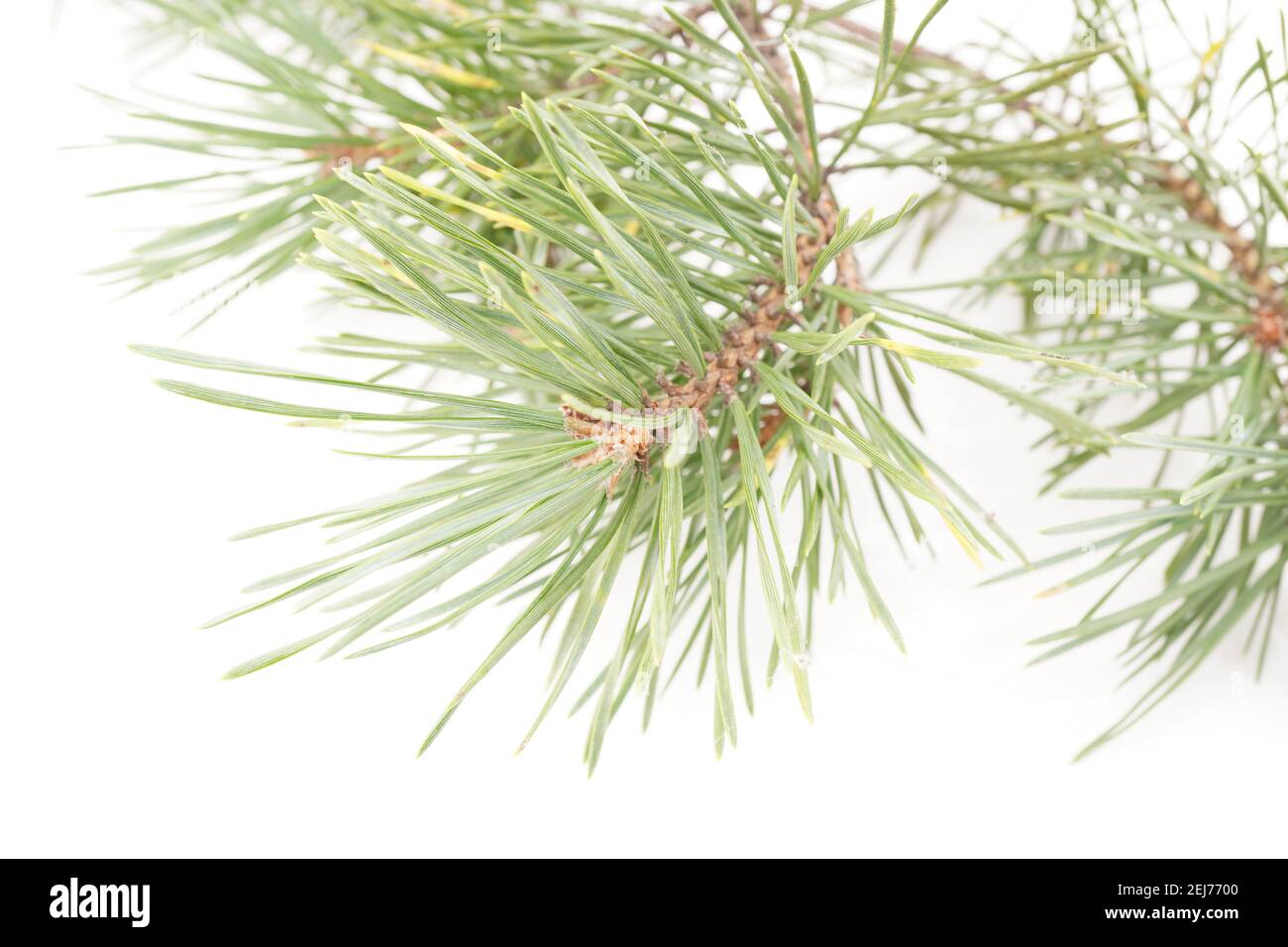 pine needles on a white background Stock Photo - Alamy