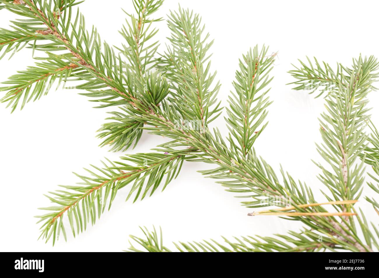 Set fir coniferous branches hi-res stock photography and images - Alamy