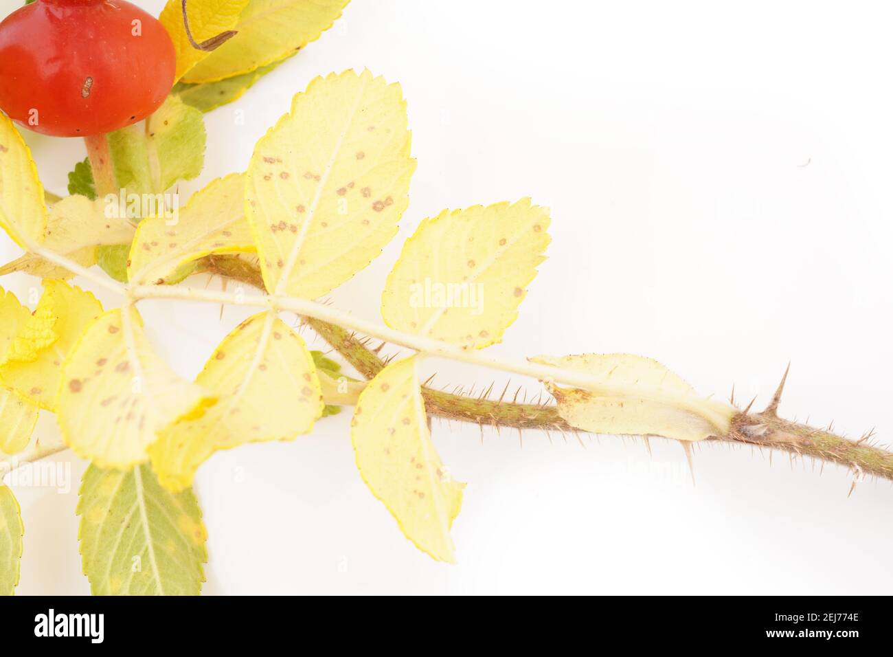 Group wild rose hips hi-res stock photography and images - Alamy