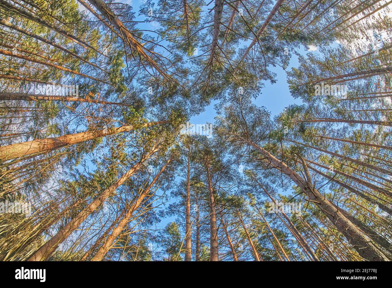 tree crowns from bottom to top Stock Photo - Alamy