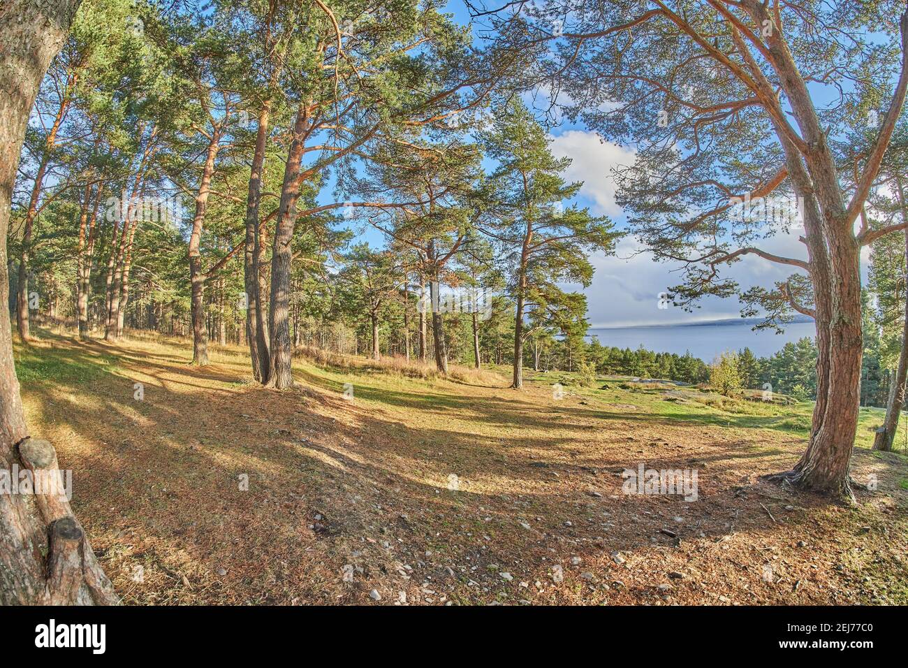 autumn in the pine forest Stock Photo - Alamy