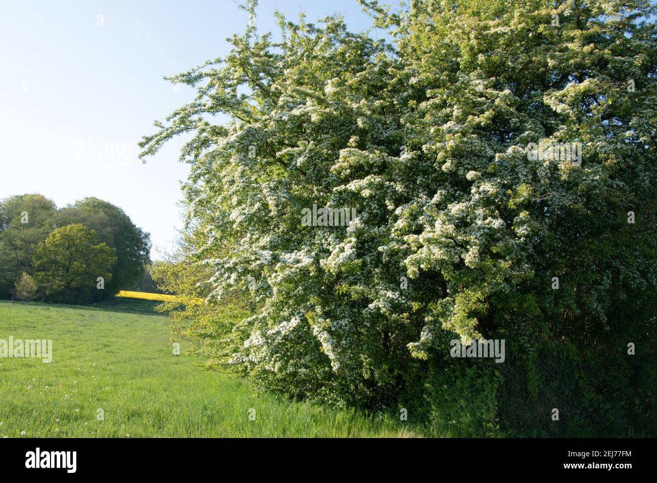 A hedge of blooming hawthorn, Crataegus monogyna, in spring. Hawthorn hedges are easy to care for, dense, robust and of high ecological value. Stock Photo