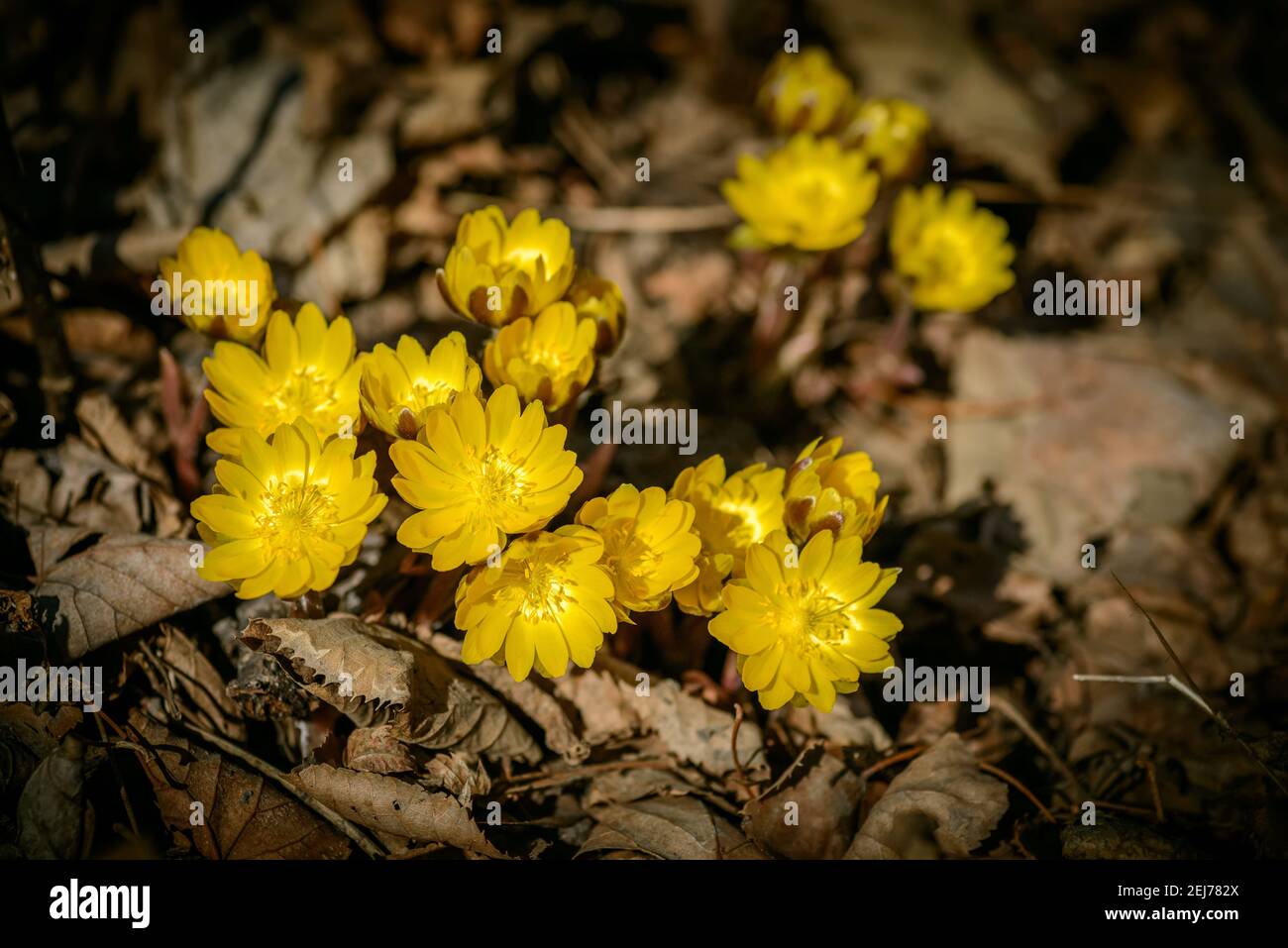 Close up view of the first spring flowers among withered leaves. Selective focus with shallow depth of field. Stock Photo
