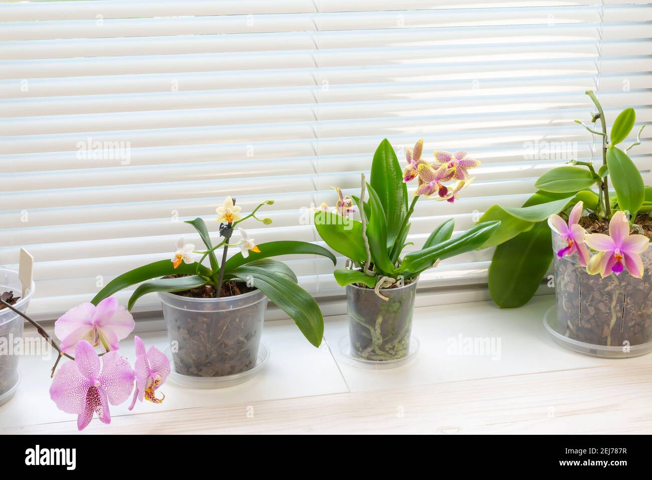 Bbeautiful blooming multicolored orchids on the windowsill Stock Photo