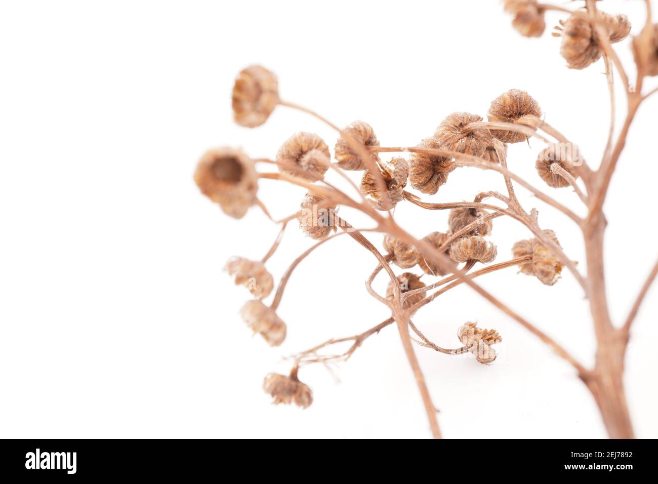 dry tansy on white background Stock Photo