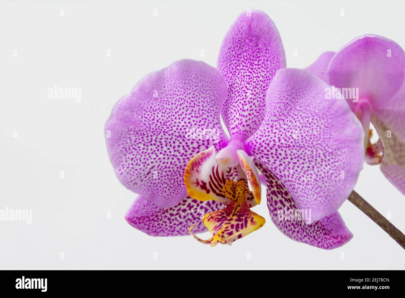 Tropical pink orchid Phalaenopsis Philadelphia over white-grey background Stock Photo