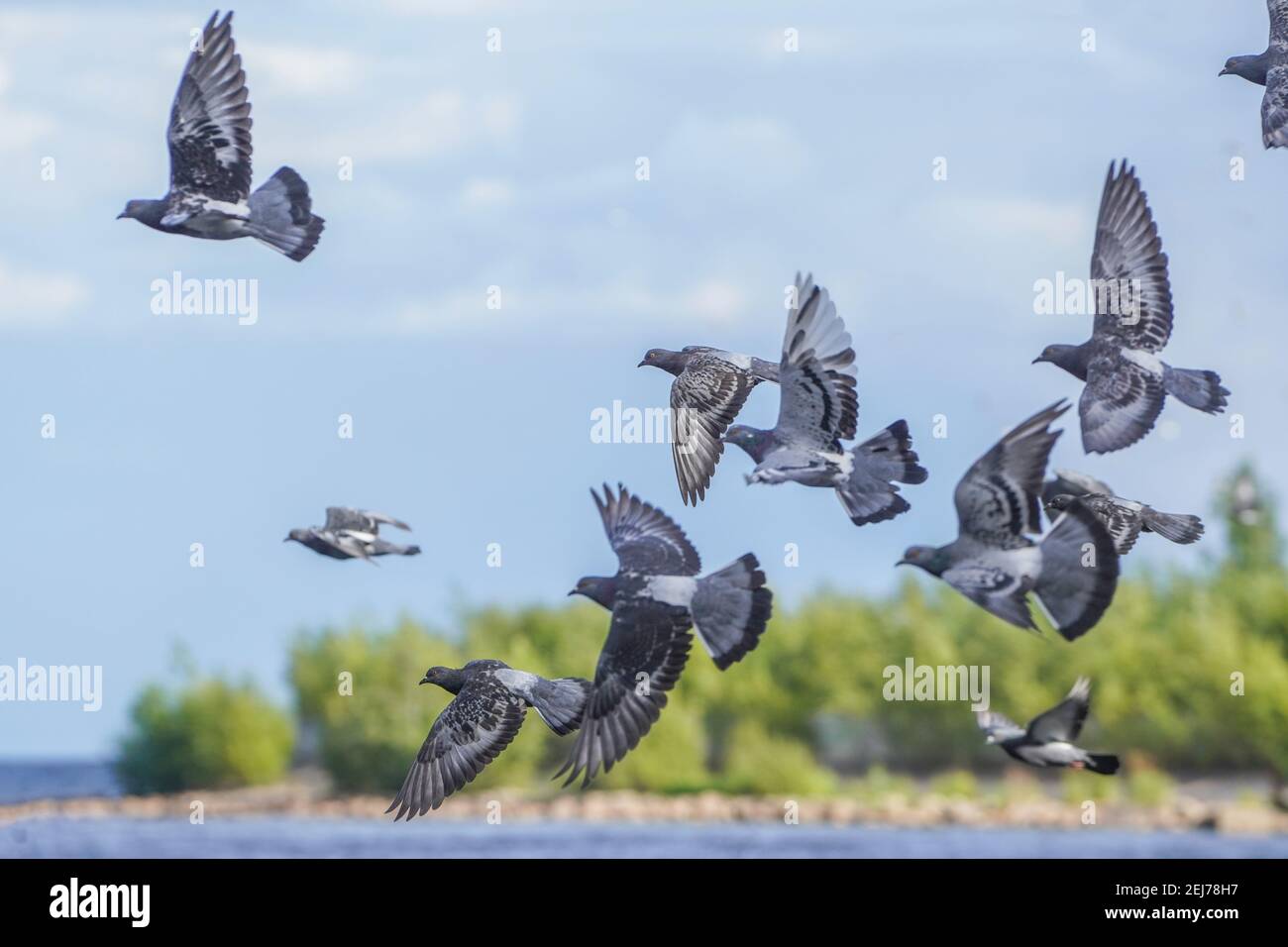 a flock of pigeons in flight Stock Photo - Alamy