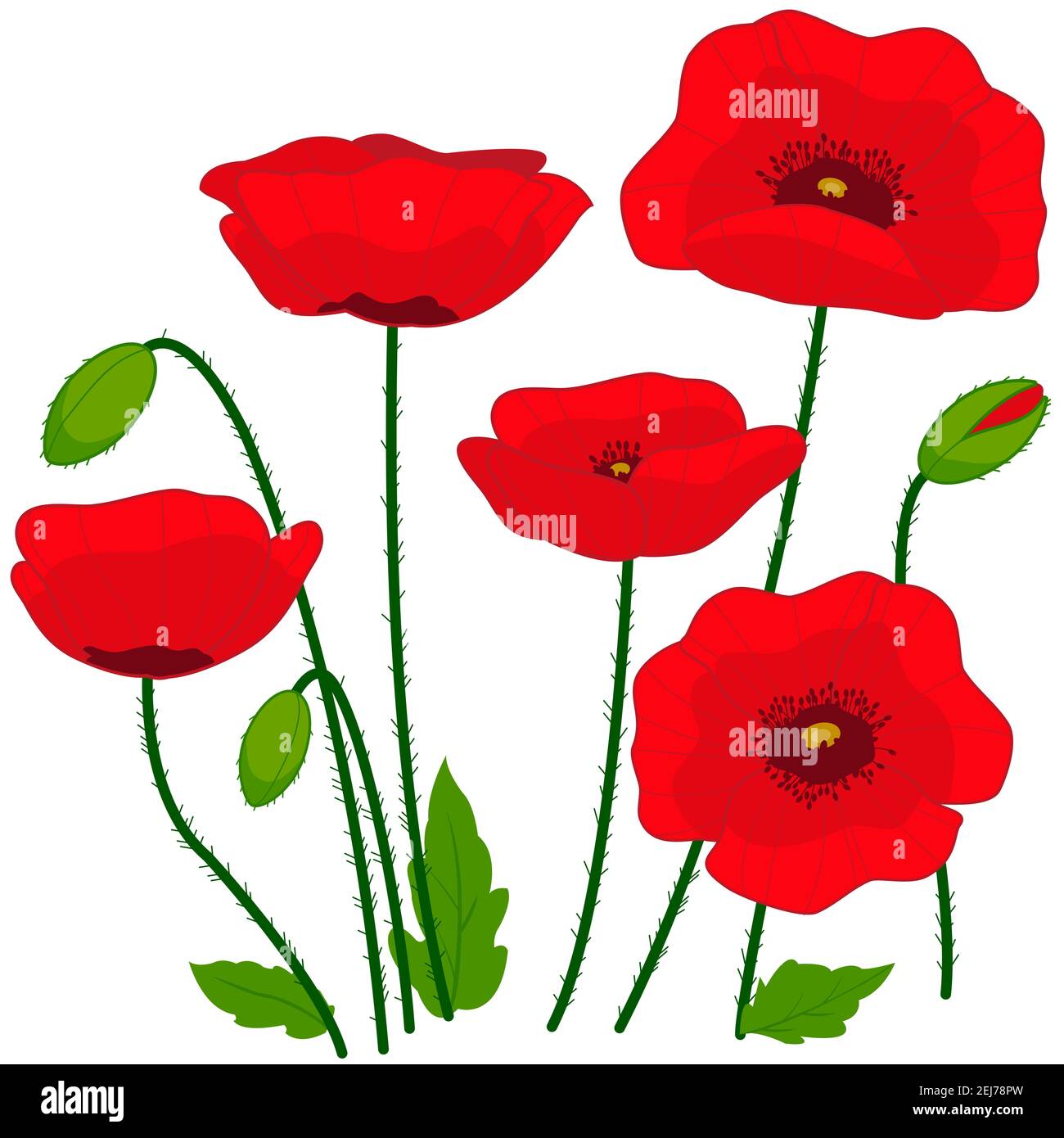 Red poppy flowers and buds. Poppy flowers on white background. Red poppies. Field wildflowers. Stock Photo