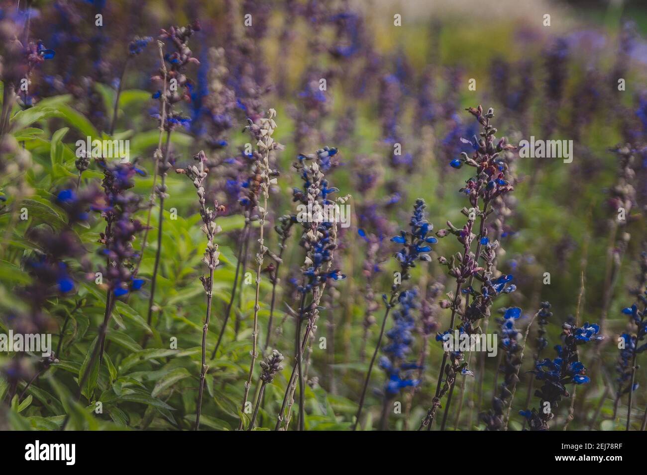 Selective focus of blooming blue and purple flowers Salvia farinacea Benth Stock Photo