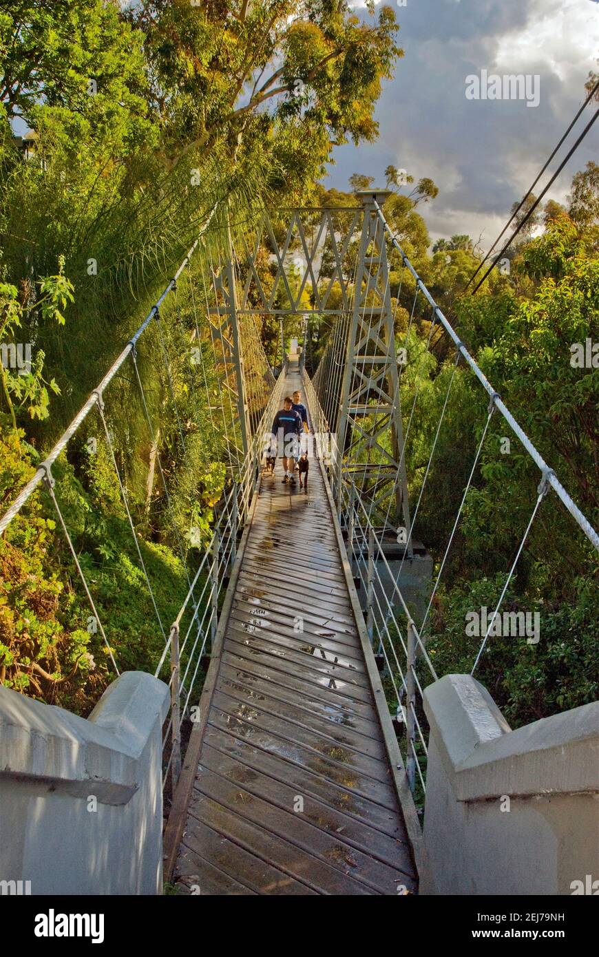 Spruce Bridge, pedestrian suspension bridge over Kate Sessions Canyon after rain, San Diego, California, USA Stock Photo