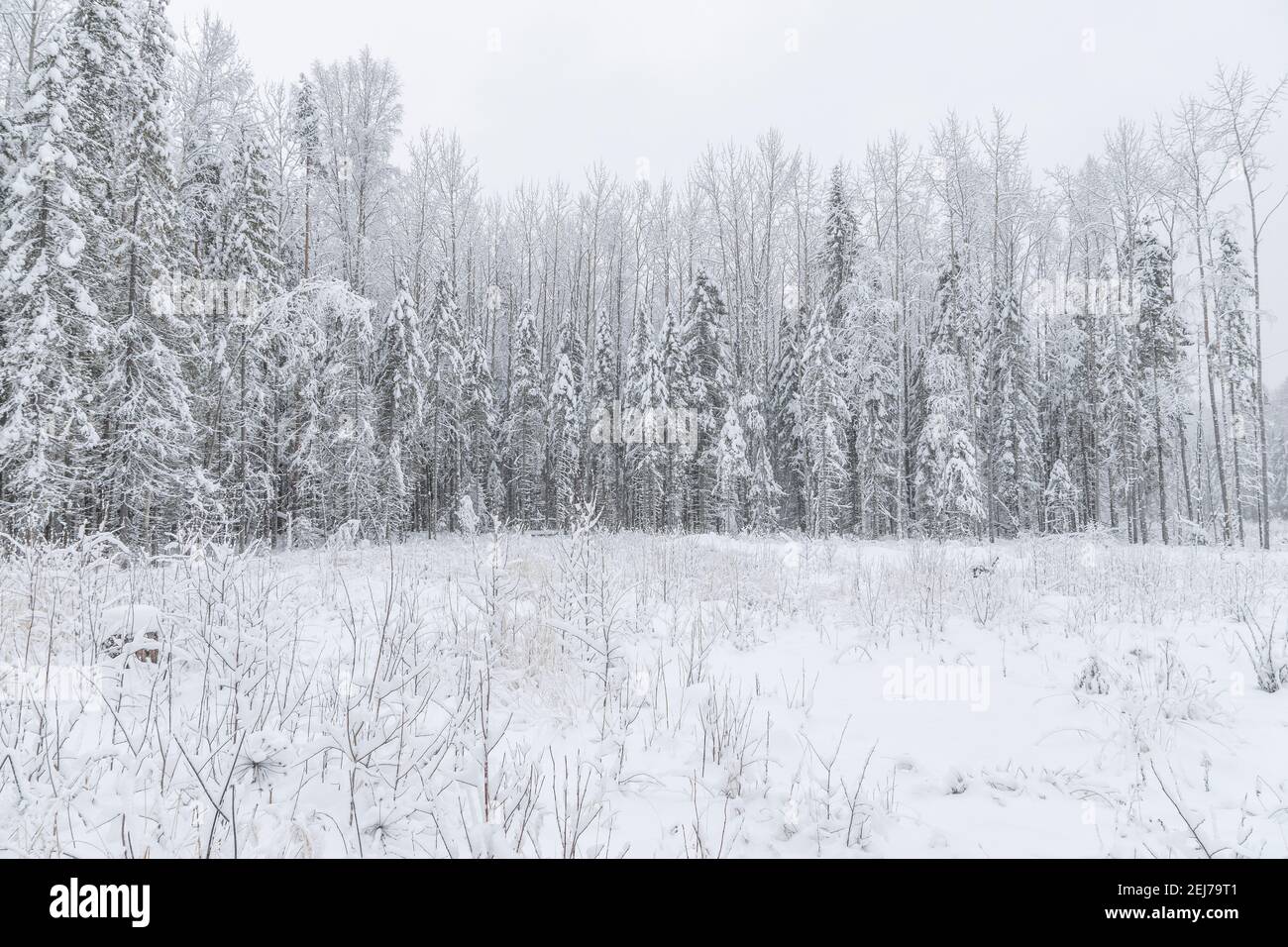 fir forest in the snow. winter Stock Photo - Alamy