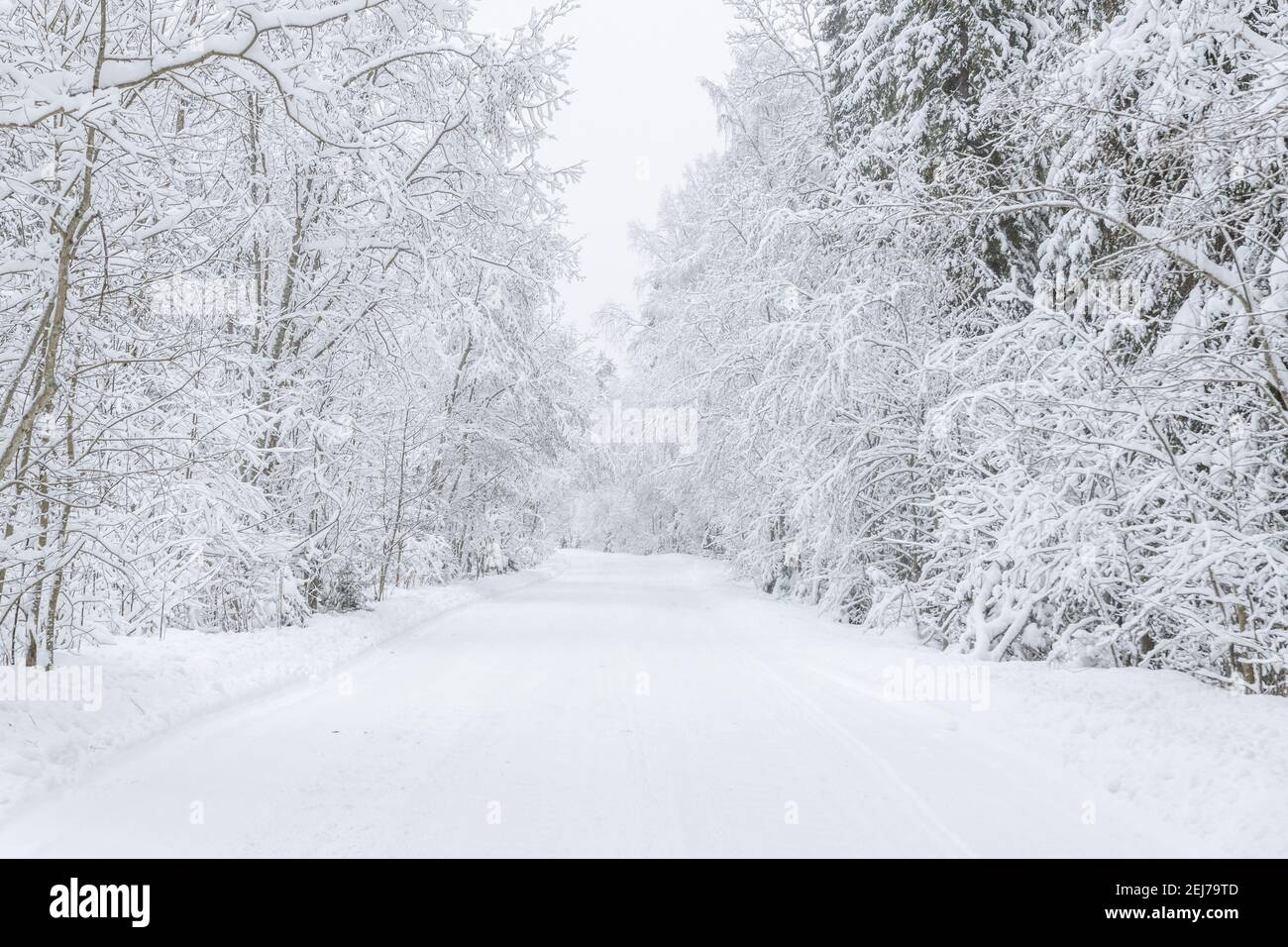 The road in the forest. Winter Stock Photo - Alamy