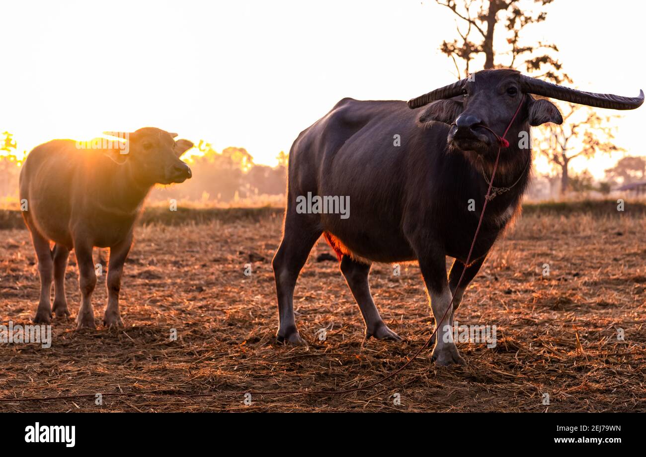 Swamp buffalo at a harvested rice field in Thailand. Buffalo mother and son stand at rice farm in the morning with sunlight. Domestic water buffalo. Stock Photo