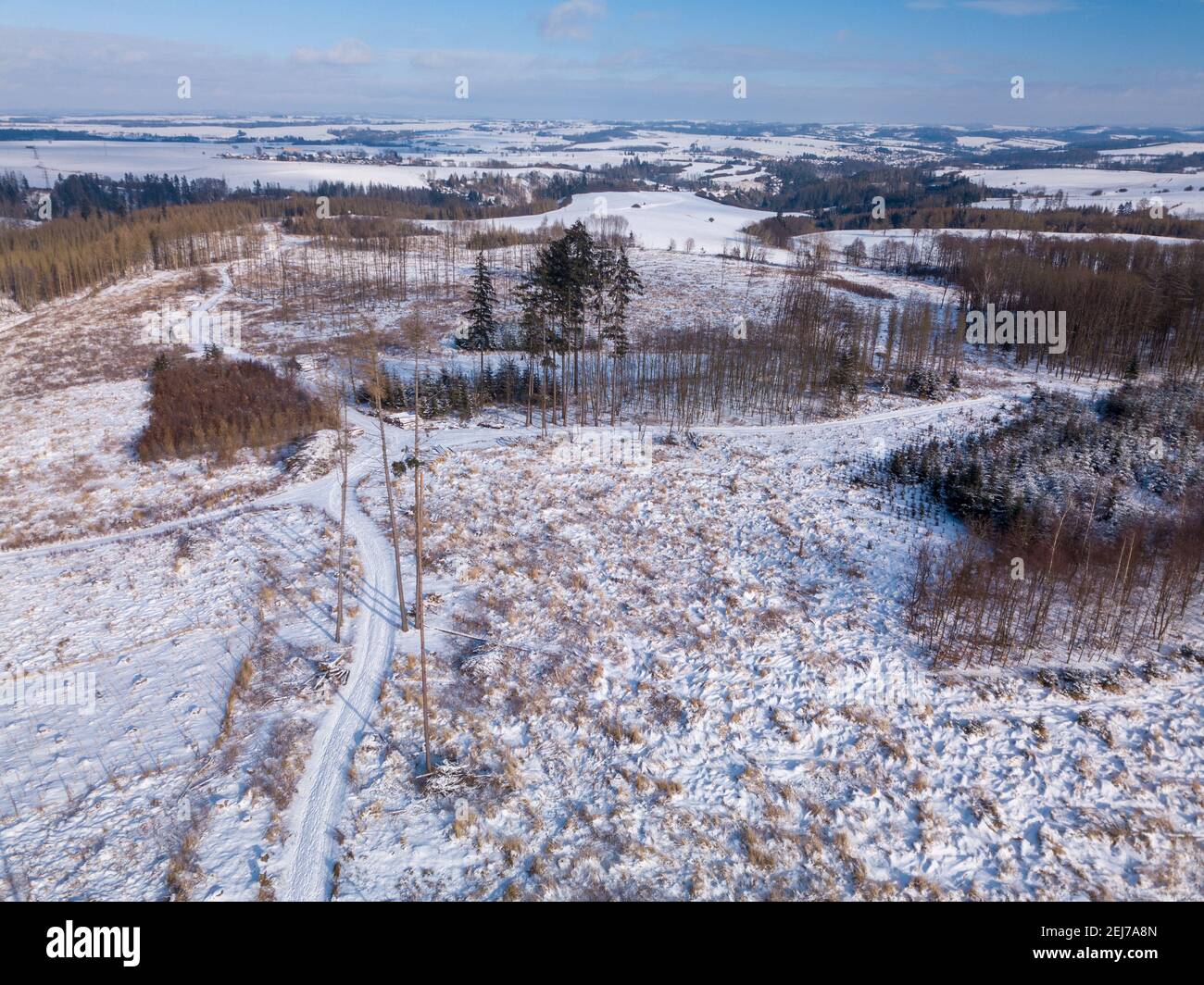 Aerial view of spruce tree in deforested landscape,natural calamity bark beetle attack, winter theme. Czech Republic, Vysocina region highland Stock Photo