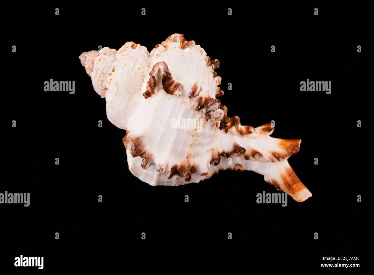Beautiful sea shells on a black background Stock Photo