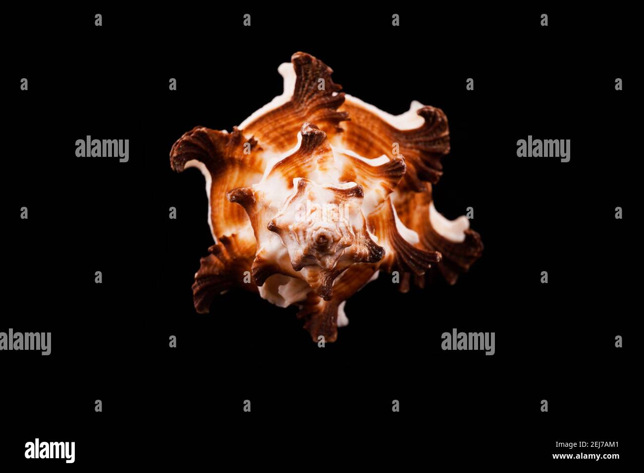 Beautiful sea shells on a black background Stock Photo