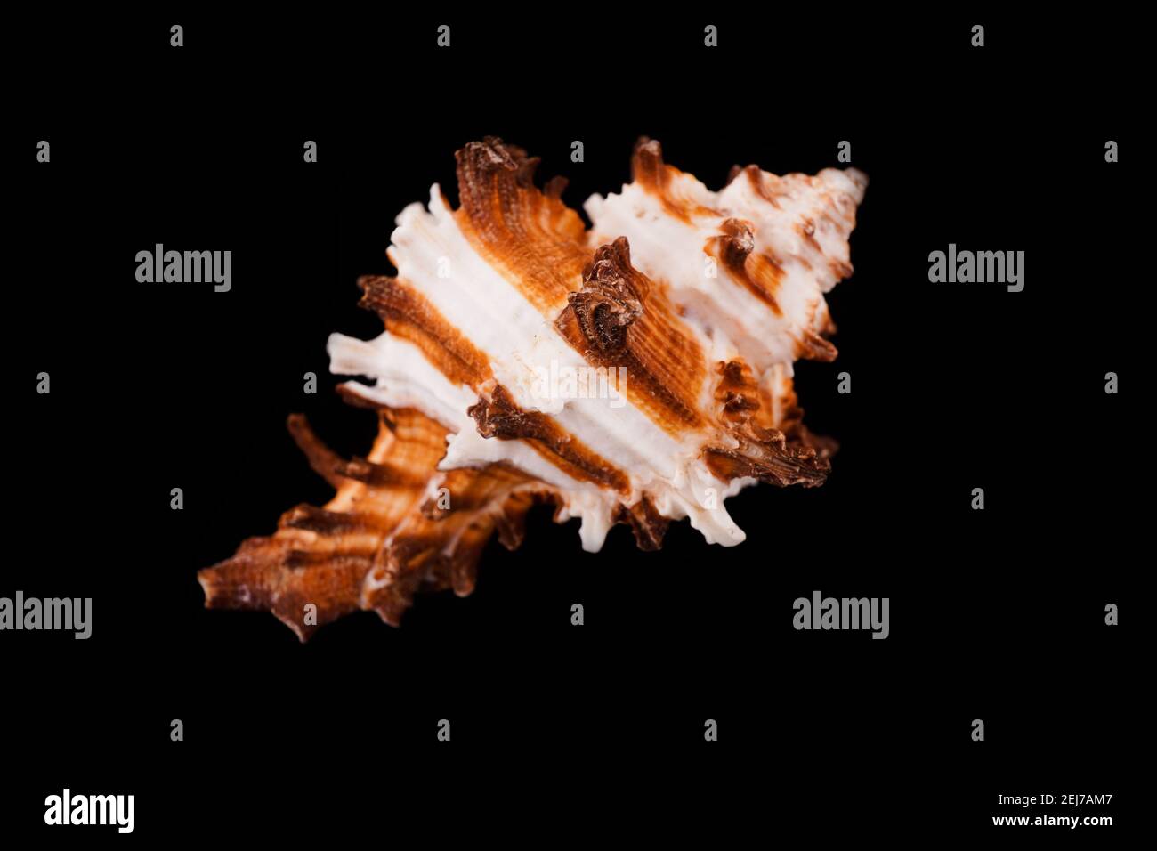 Beautiful sea shells on a black background Stock Photo